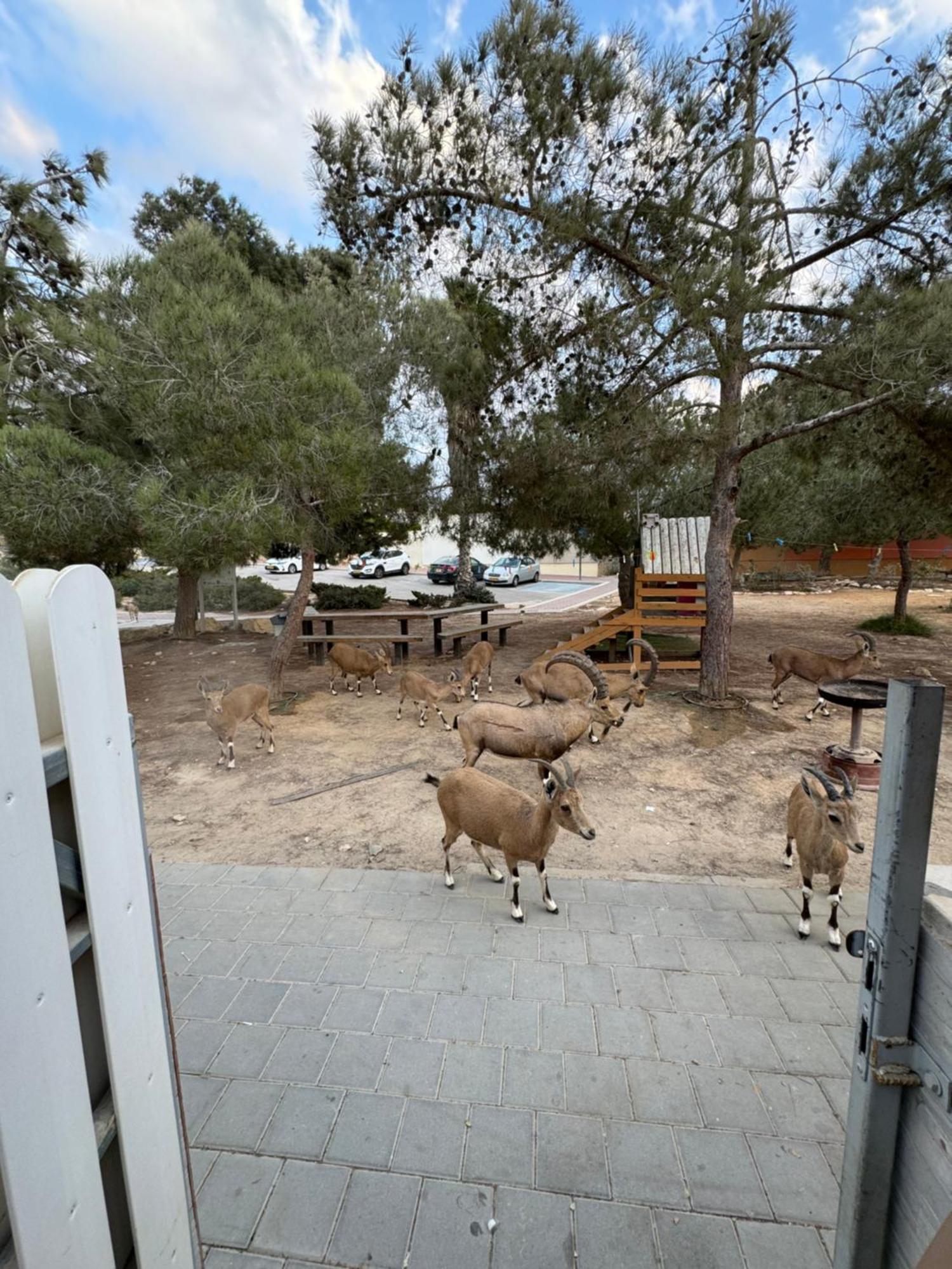 הבית המדברי Apartment Mitzpe Ramon Exterior photo