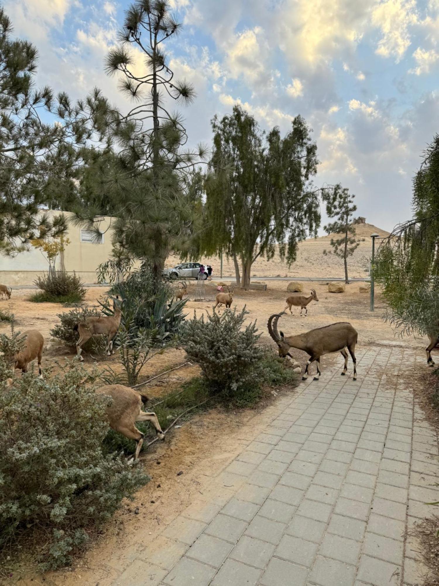 הבית המדברי Apartment Mitzpe Ramon Exterior photo